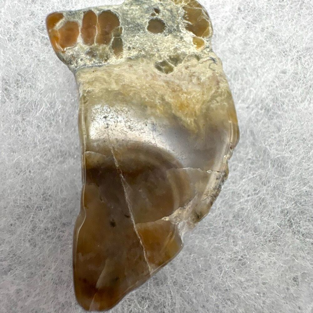 Fossil, Dinosaur Dung, new display case